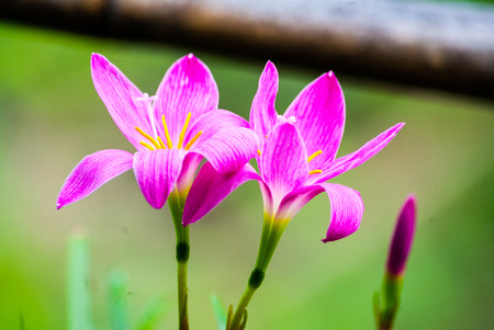 Pink rain lily On the dim green background buds are visibleの写真素材