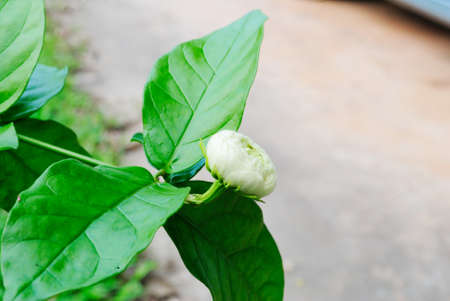 Photo of the Jasmine Flower Blossom in Summertimeの写真素材