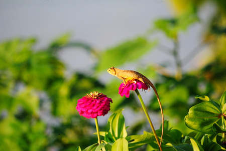 Chameleon on Zinniaの写真素材