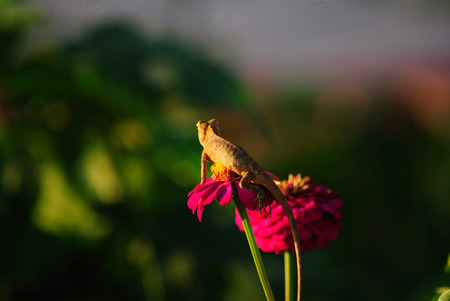 Chameleon on Zinniaの写真素材