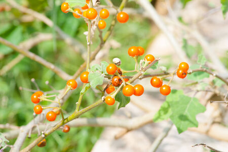 Yellow Solanum trilobatum berry on tree