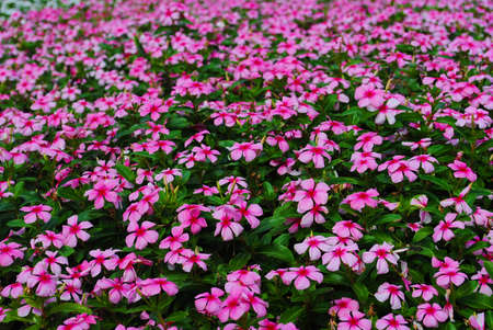 I loved the beautiful flowers, each flower is different.の写真素材