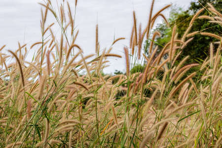Field Of Green Grass