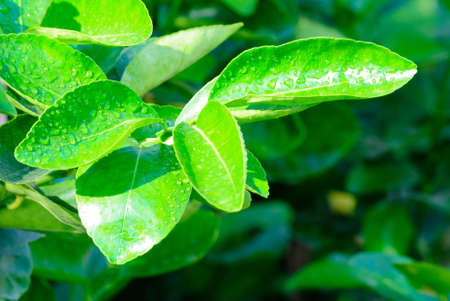 Green leafの写真素材