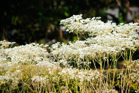little white flowers