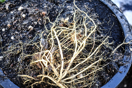 roots