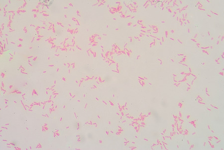 gram negative