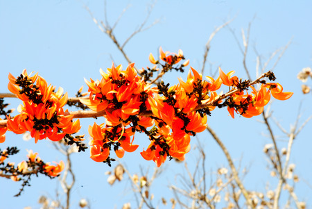 Flower of a Butea monosperma tree.の写真素材