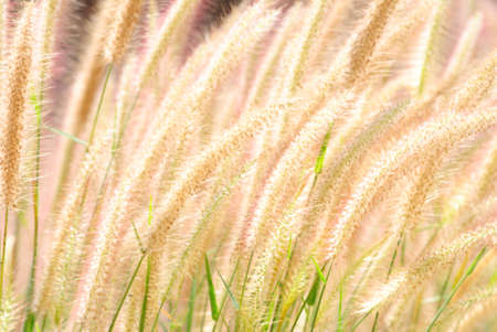 Clearing in the Grass background sunny summer morning.の写真素材