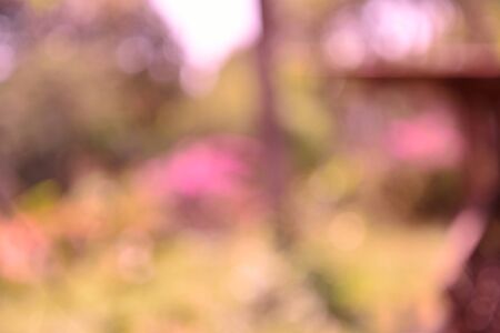 autumn maple out of focus background, good for backdropの写真素材