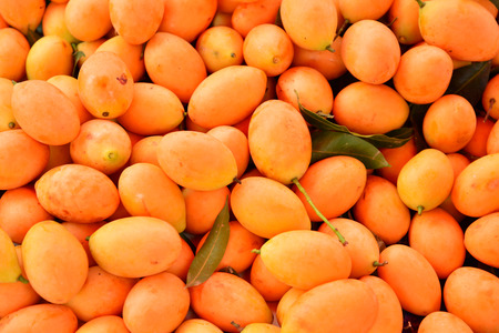 Tropical Thai Fruit. Maprang, Marian plum, Gandaria, Plum mango.の写真素材