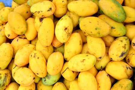 mangoの写真素材