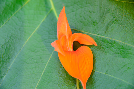 Teak, Bengal Kino or Flame of the Forest flower bloom of Southeast Asia in Thailandの写真素材