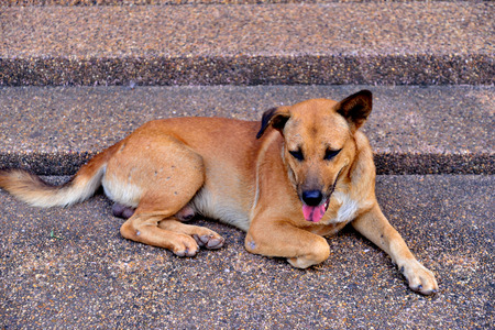 Thai dog pet