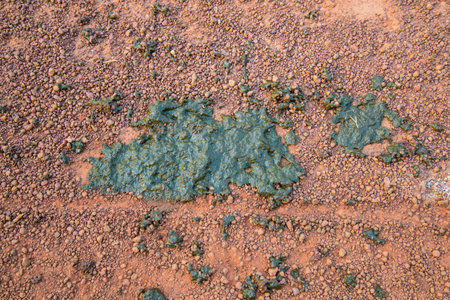 Buffalo feces on the road.
