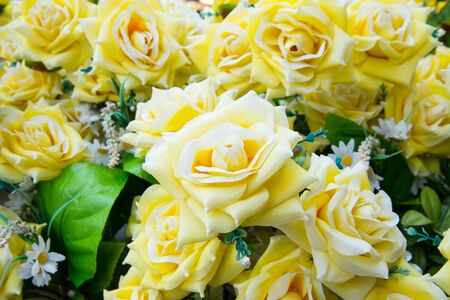 close up of yellow rosesの写真素材