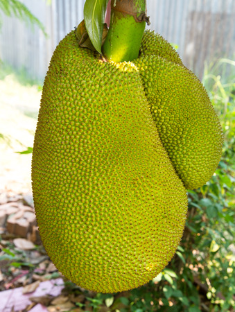 Jackfruit on tree.