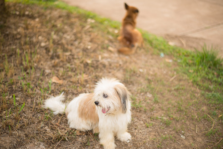 Thai dog