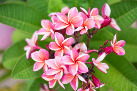 Pink flowerの写真素材