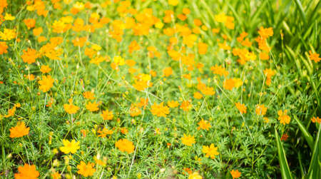Blurred cosmos flower face to sunrise in field.の写真素材