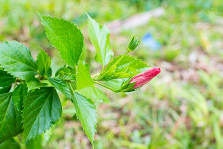 Chinese rose.の写真素材