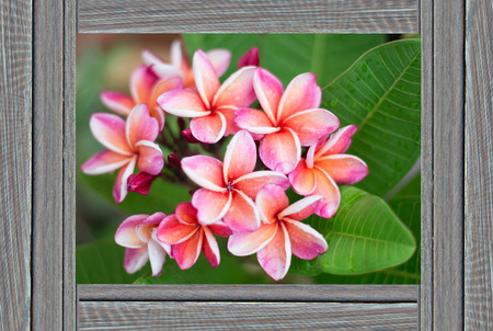 frameの写真素材