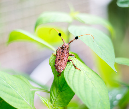 Insect on green leafの写真素材