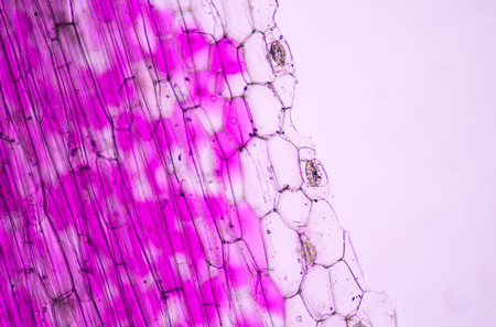 plant cells under microscope.の写真素材