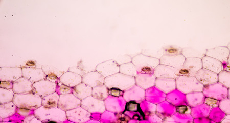 plant cells under microscope.の写真素材