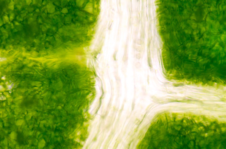 A microscopic view of the leaf surface showing plant cells.の写真素材