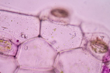 A microscopic view of the leaf surface showing plant cells.の写真素材