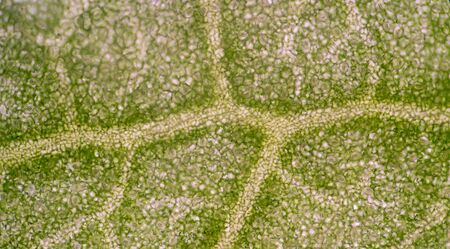 A microscopic view of the leaf surface showing plant cells.の写真素材