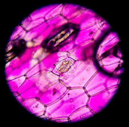 Pink plant cells under microscope.400xの写真素材