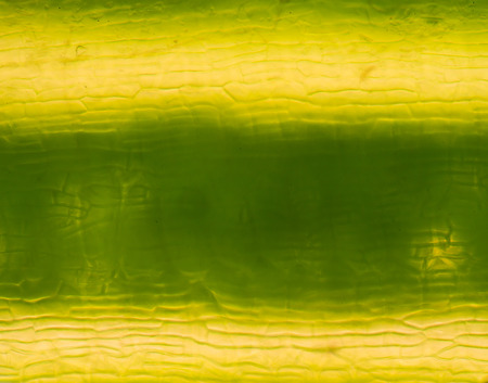 plant cells under microscope