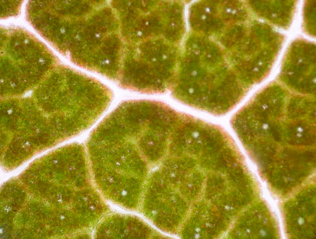 micrograph of green leaf with breathing cells stomataの写真素材