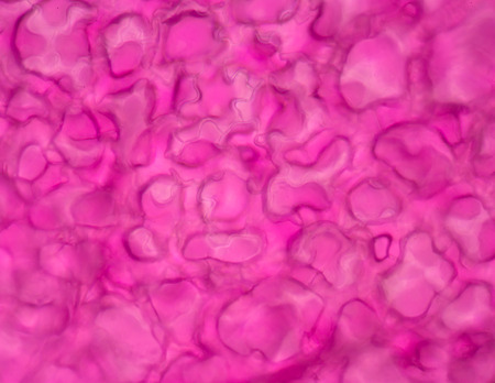 Stomata in the plant leaf