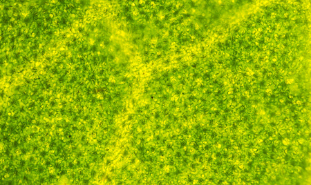 micrograph of green leaf with breathing cells stomata