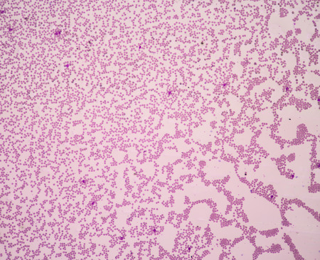 red blood cellsの写真素材