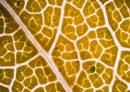 Blurred plant cells under microscope.の写真素材