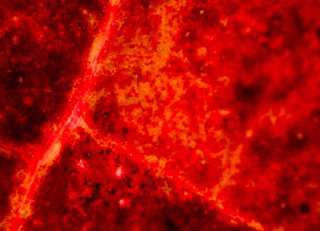 Blurred plant cells under microscope.