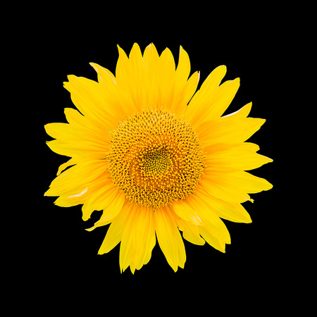Sunflower isolatedの写真素材