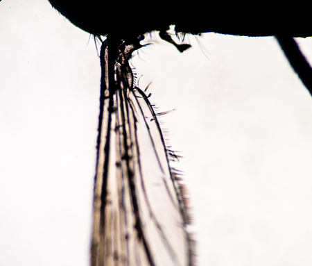 mosquito in microscope.の写真素材