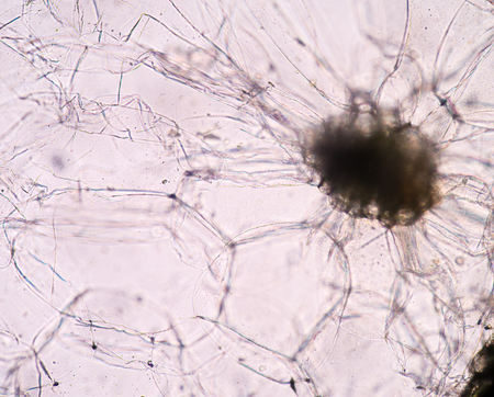 Real photo of plant cells