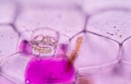 Pink plant cells under microscope.400xの写真素材