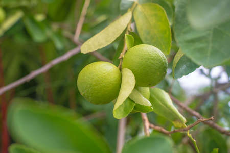 Green lemon on treeの写真素材