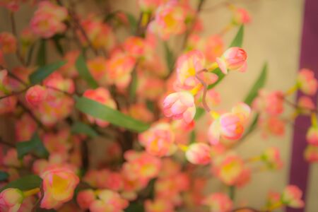 Wild flower with vintage filter unfocusedの写真素材