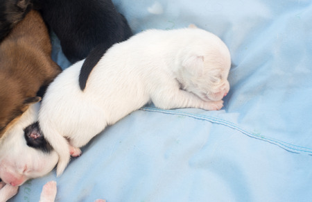 puppy sleepingの写真素材