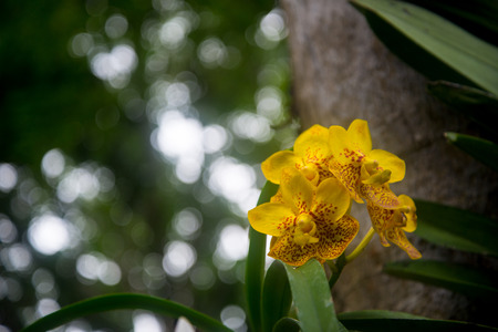Orchidsの写真素材