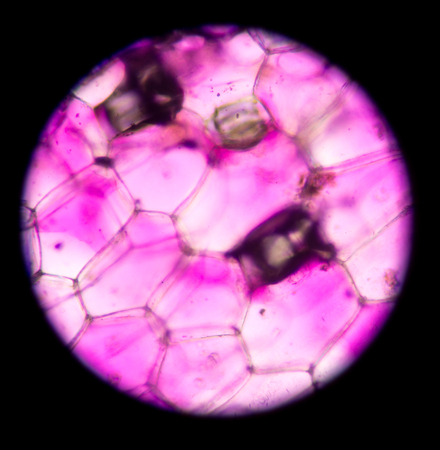 Real photo of plant cells and stoma.Pink plants cells.