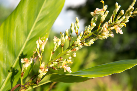 plant of galangal in gardenの写真素材